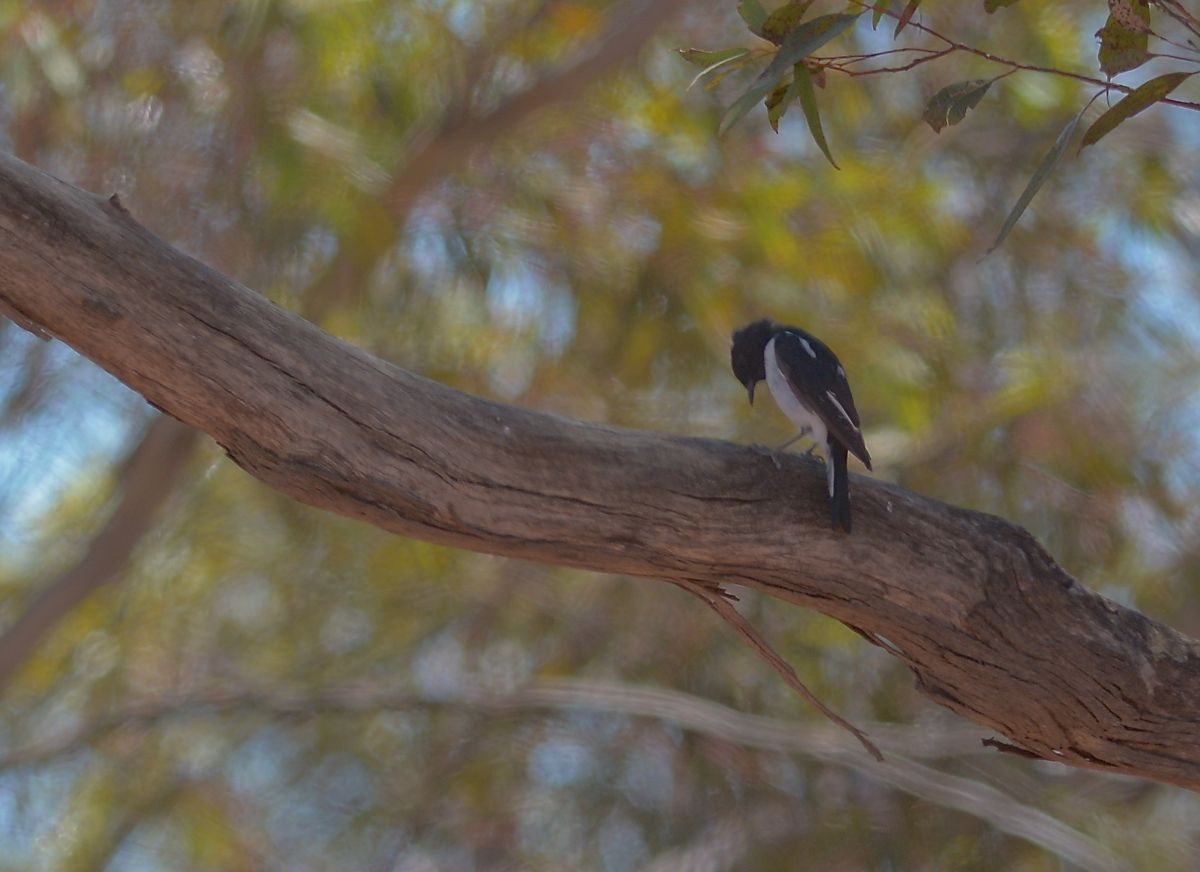 Trying to find a cool spot, Hooded Robin contemplates his next move 