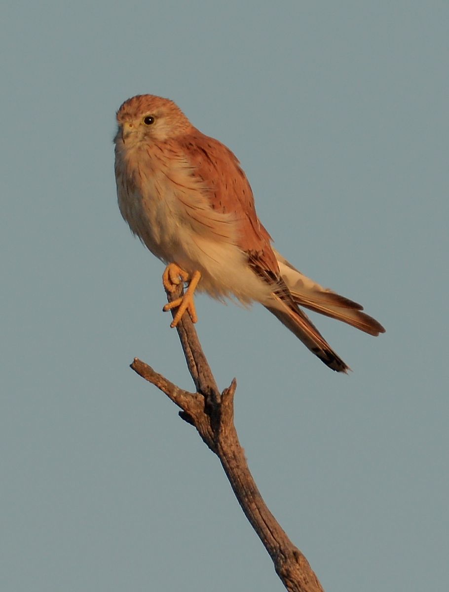 Every one gets up early.  Australian Kestrel, female, in the first shafts of morning light. 