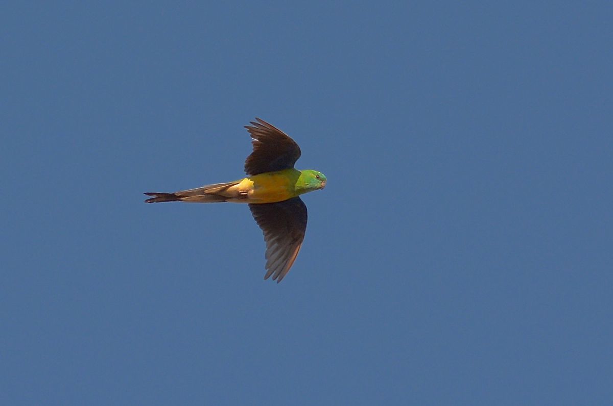 A Red-rumped Parrot in flight.