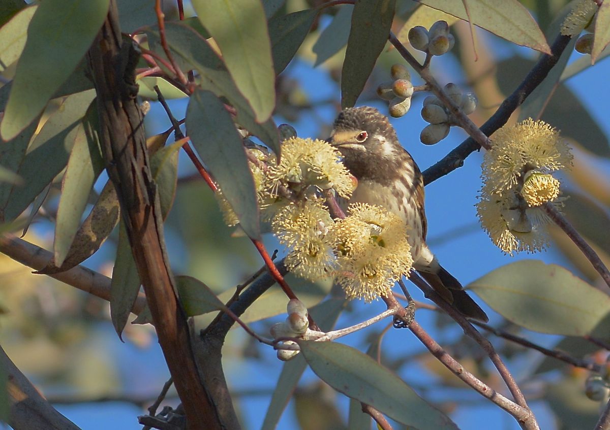 Tiny red wattle behind the eye on a White-fronted Honeyeater.  Most limey a nomad to the area.