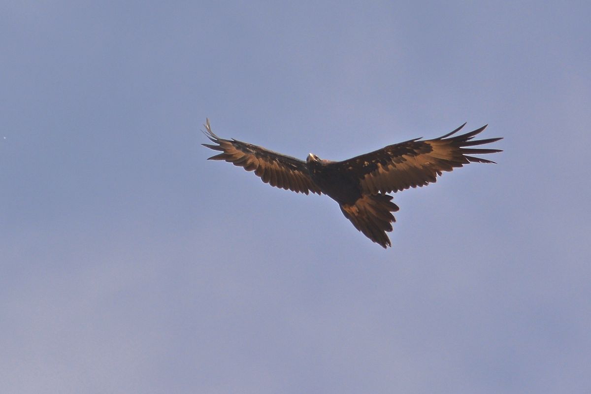 Wedge-tailed Eagle looking for a thermal.