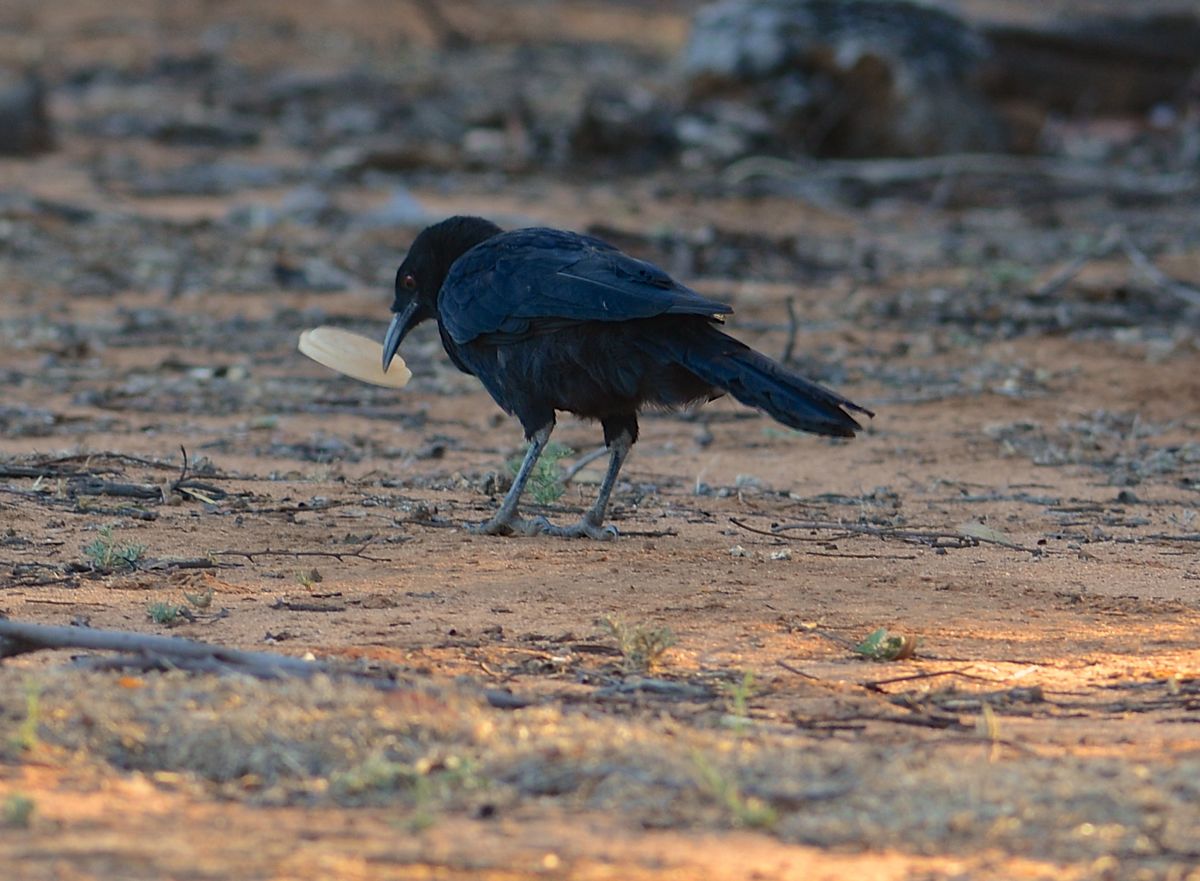 I thought I ordered a Skinny Soy Latte. 