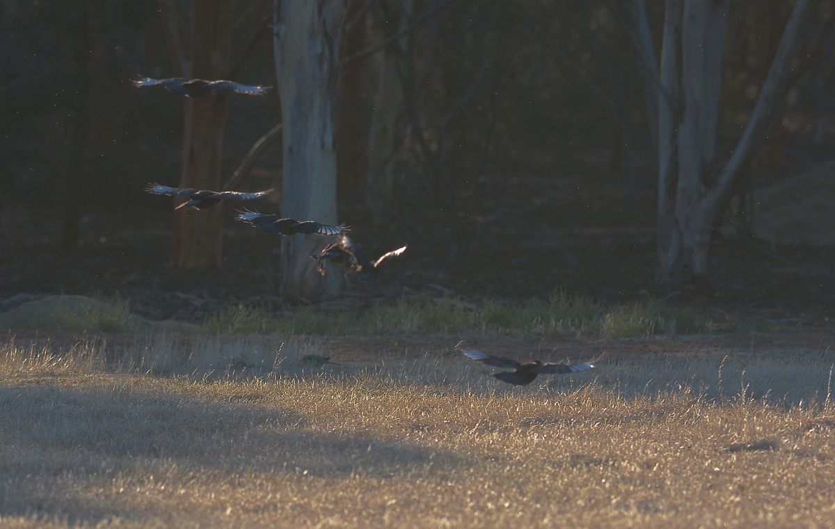 With a flash of white wings and they were gone 