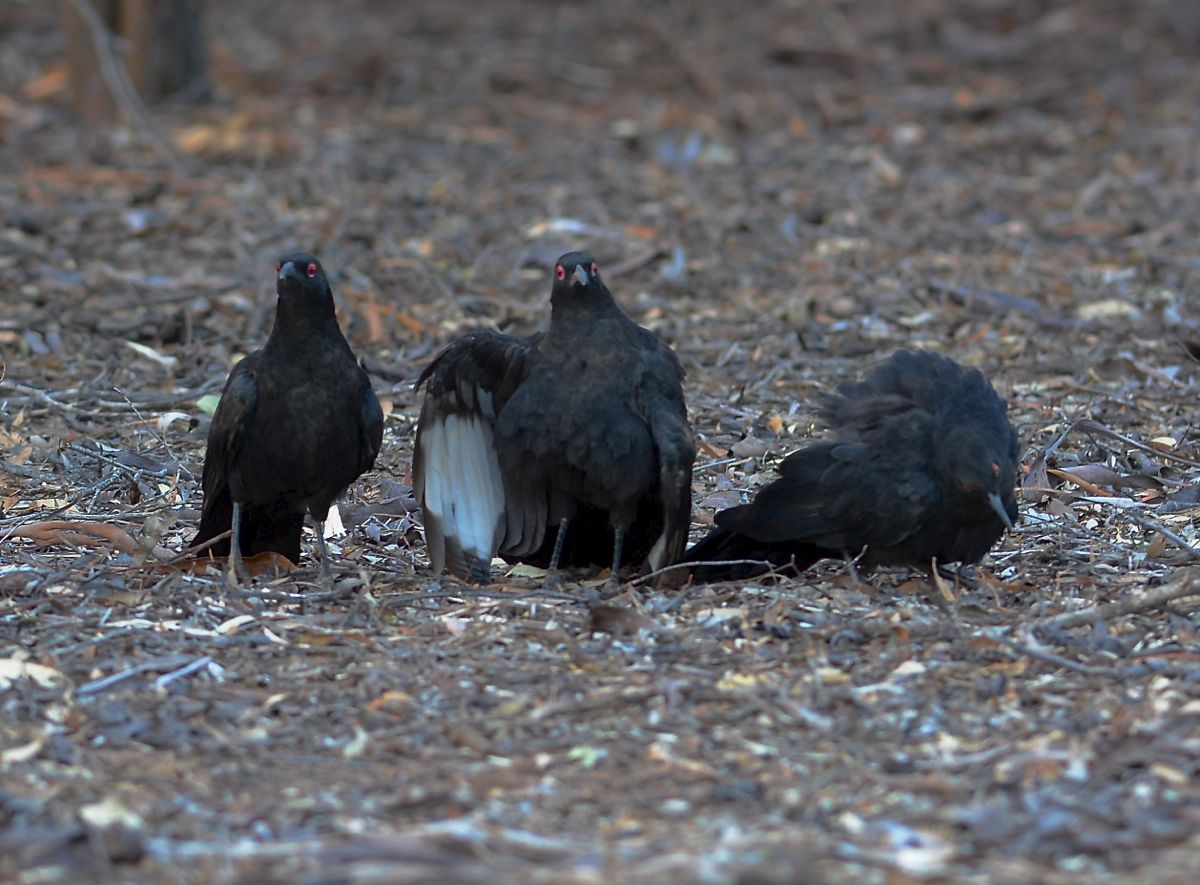 The social committee. "I hear by call this meeting of Choughedness to order."