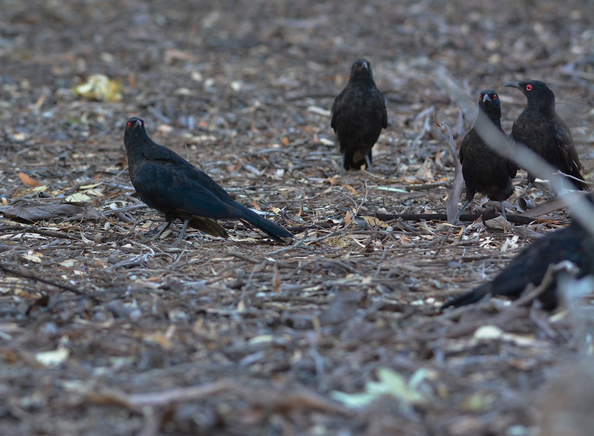 Listening intently, no preen gin, taking, or feeding. 