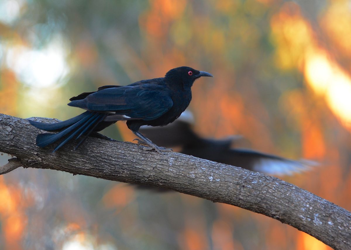 Lecture over, time to get ready to roost 