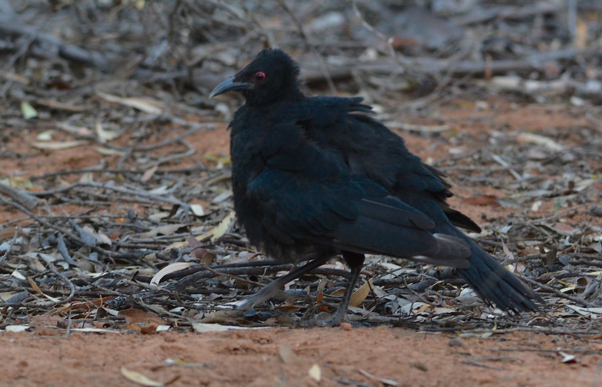 Downcast, the outcast wandered off forlornly.