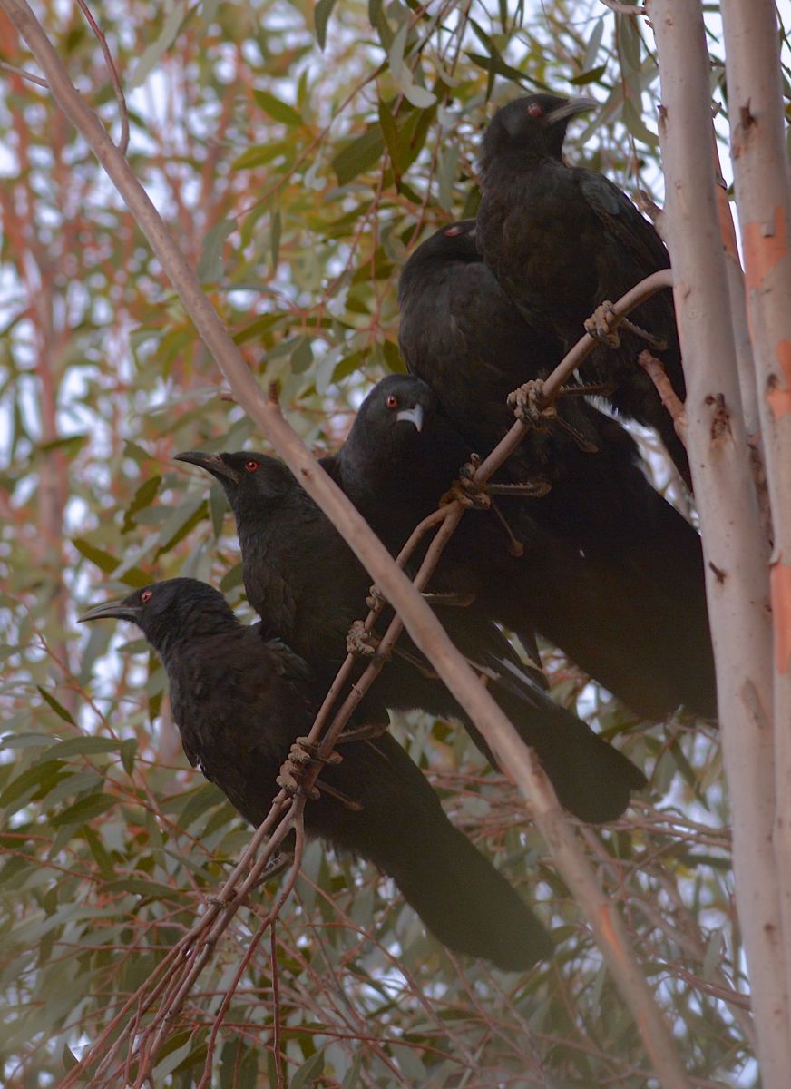 Five Choughs in the bed and they all rolled over and all fell out. 