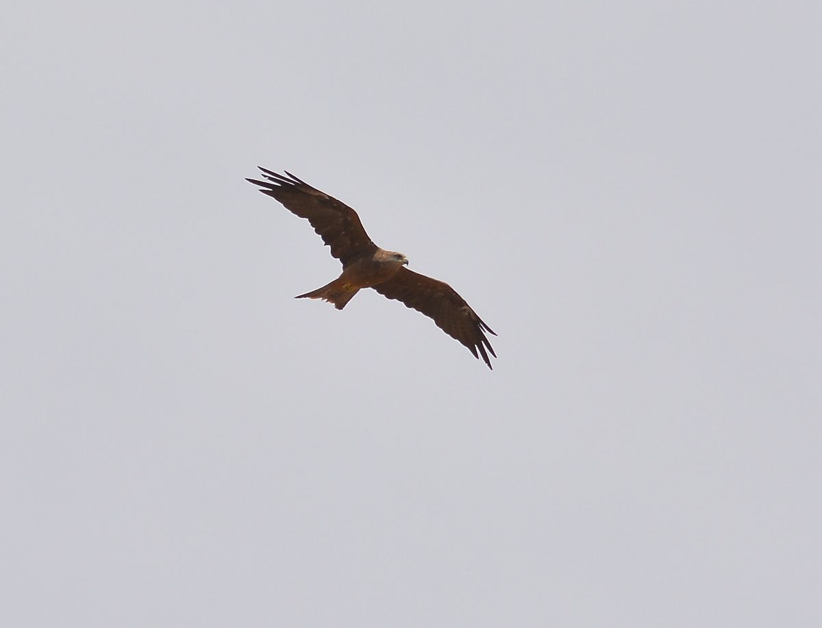 Black Kite at Woorinen South