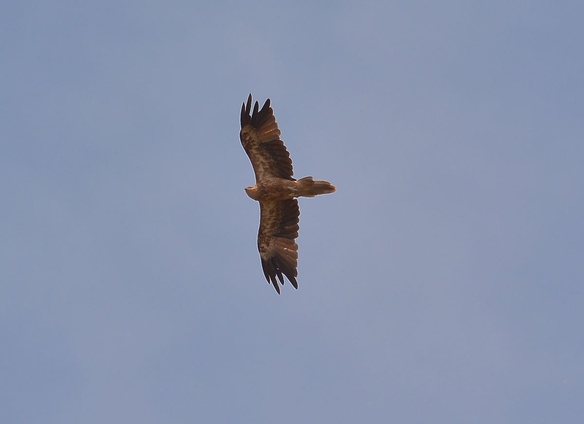 Whistling Kite. Note the 'double tail'. Perhaps its moulting a new tail. 