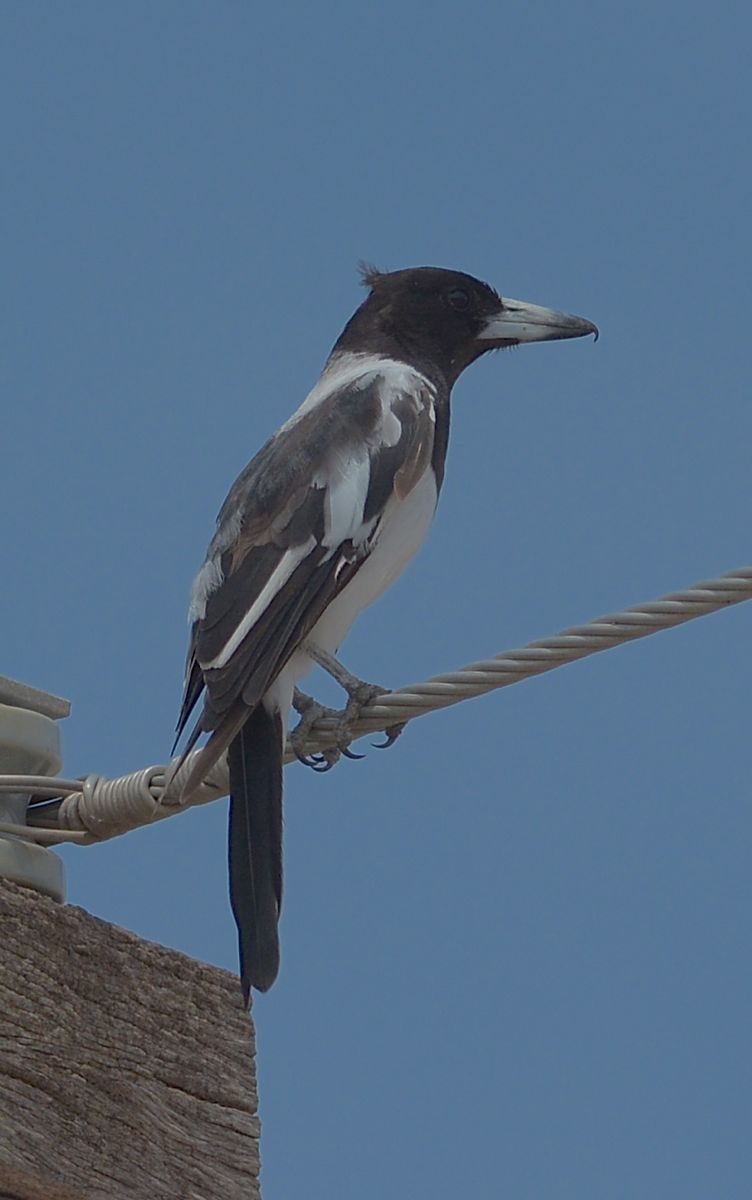 Pied Butcherbird who gave us a great concert of its carolling. 