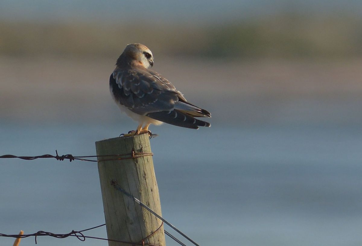 Juvenile Black-shouldered Kite, with its wonderful brown ginger markings. 