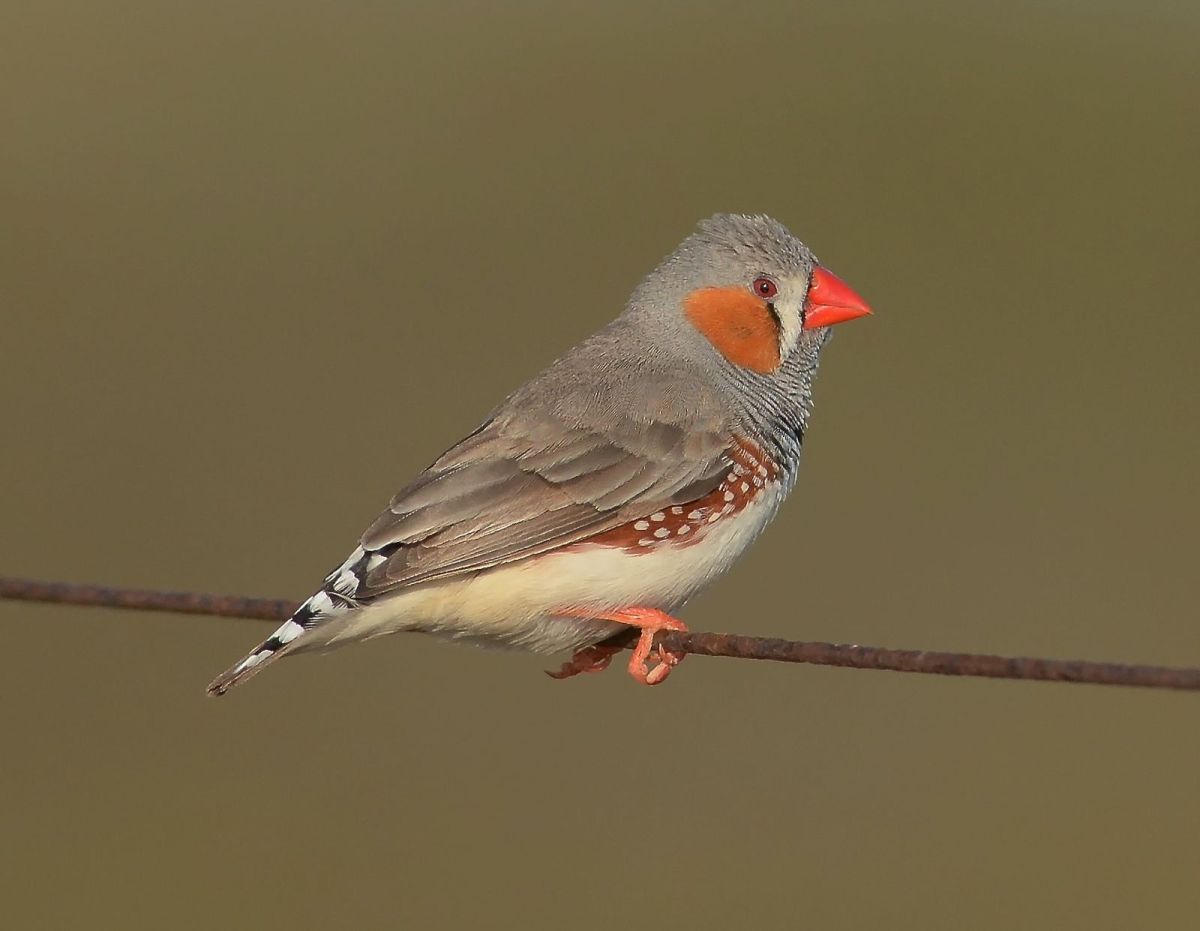Zebra Finch.