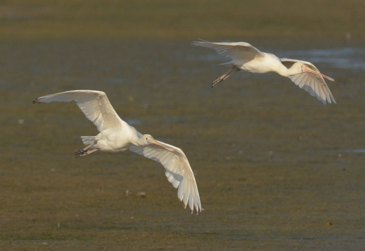 Yellow-billed Spoonbills settling in  for an evening meal.