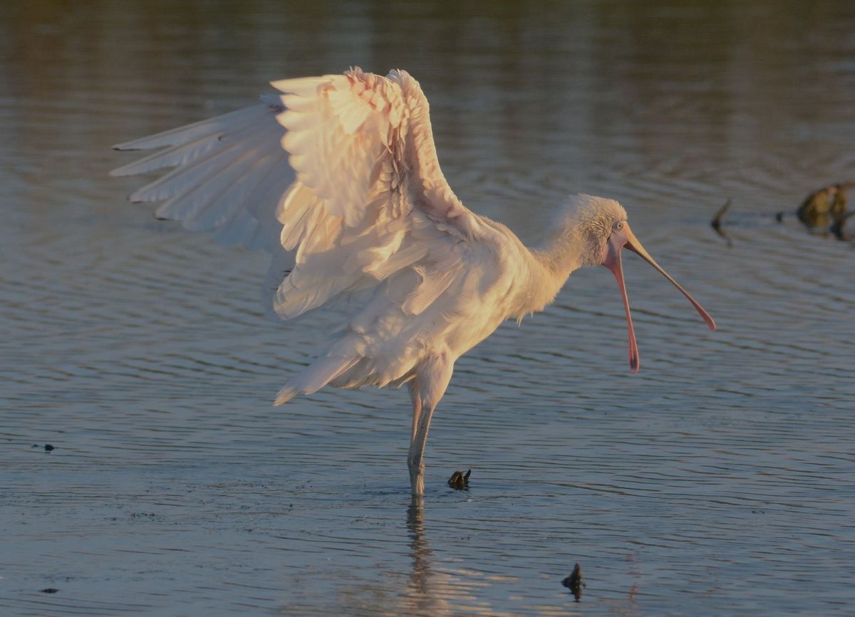 Not to be outdone, a Yellow-billed Spoonbill perfuming in the water. Perhaps the cool breeze gave them  pleasure too.