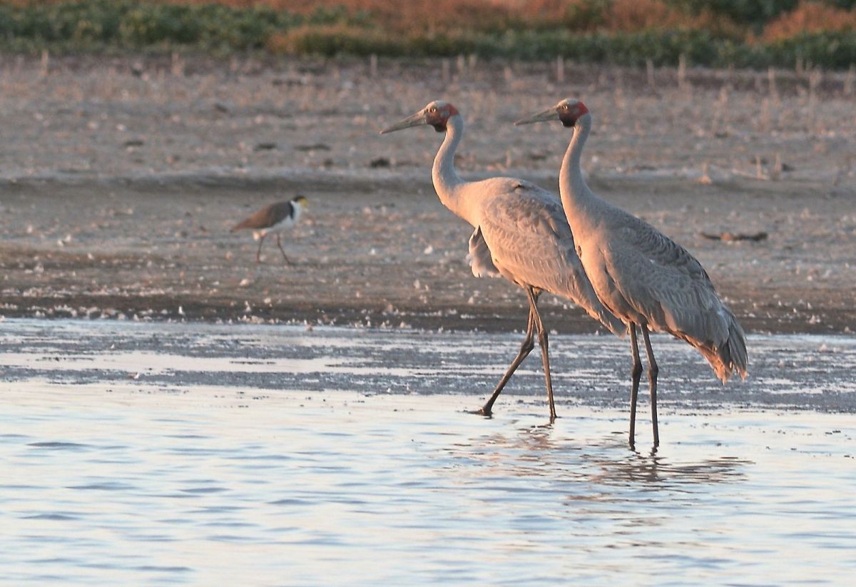 Oh, so elusive Brolga.  Late evening stroll.