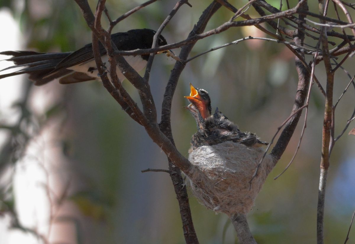 Somehow or other the adult is able to distinguish between the begging and choose the right one to receive the goodies.
