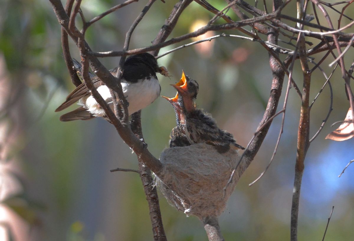 Its an amazing high octane fuel that they pump into the young 