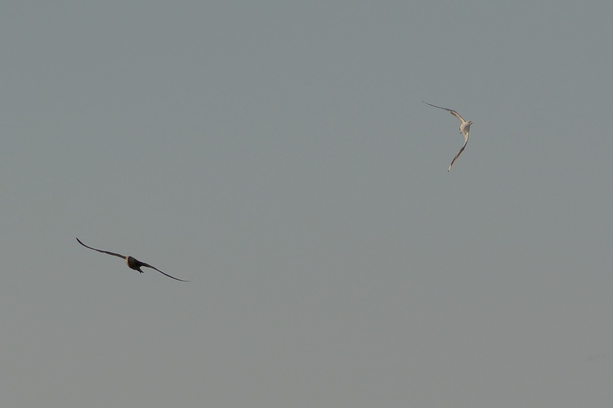 DWJ-1202-17-DSC_2465