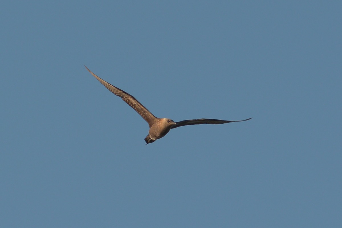 DWJ-1202-17-DSC_2485