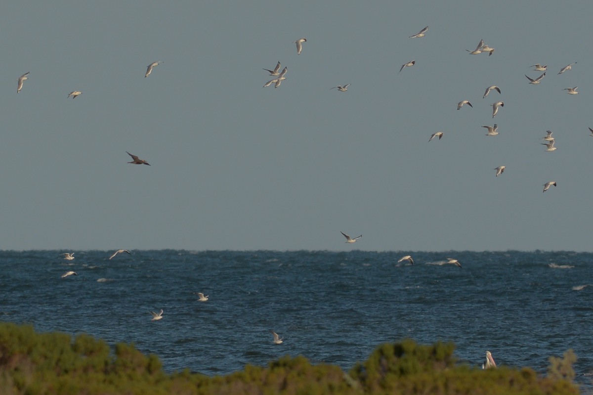 DWJ-1202-17-DSC_2504