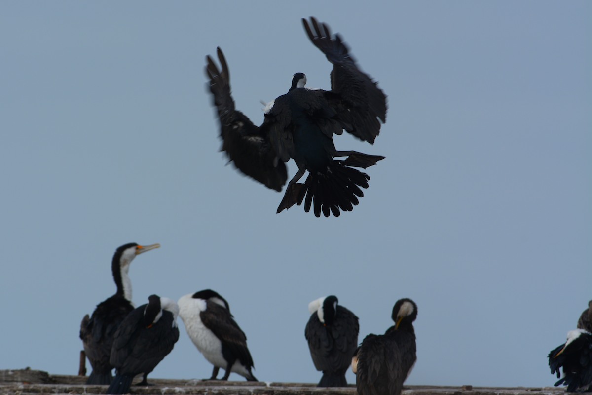 Inbound.  The AF on the camera nailed the LIttle Pied Cormorant that gave a lovely wing spread as it gained control of its landing. 