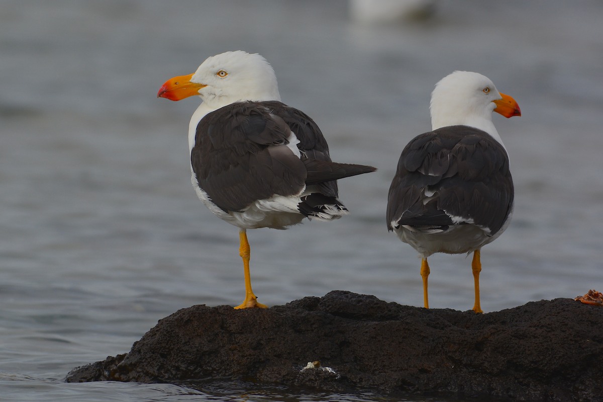 One foot or two?  Pacific Gulls deciding on the best way to nap.