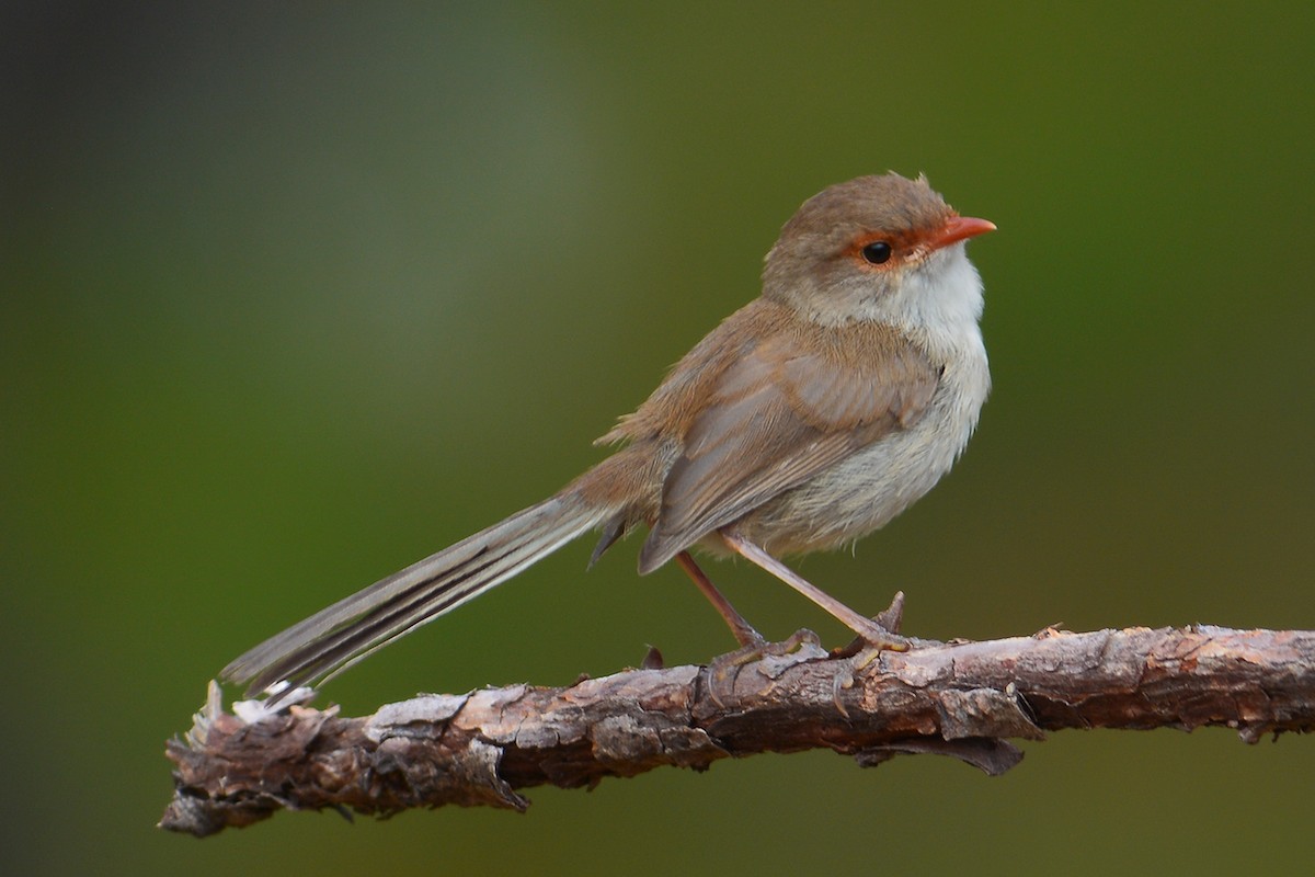 "Gotcha", a female Superb Fairy Wren comes out to check what is happening. 