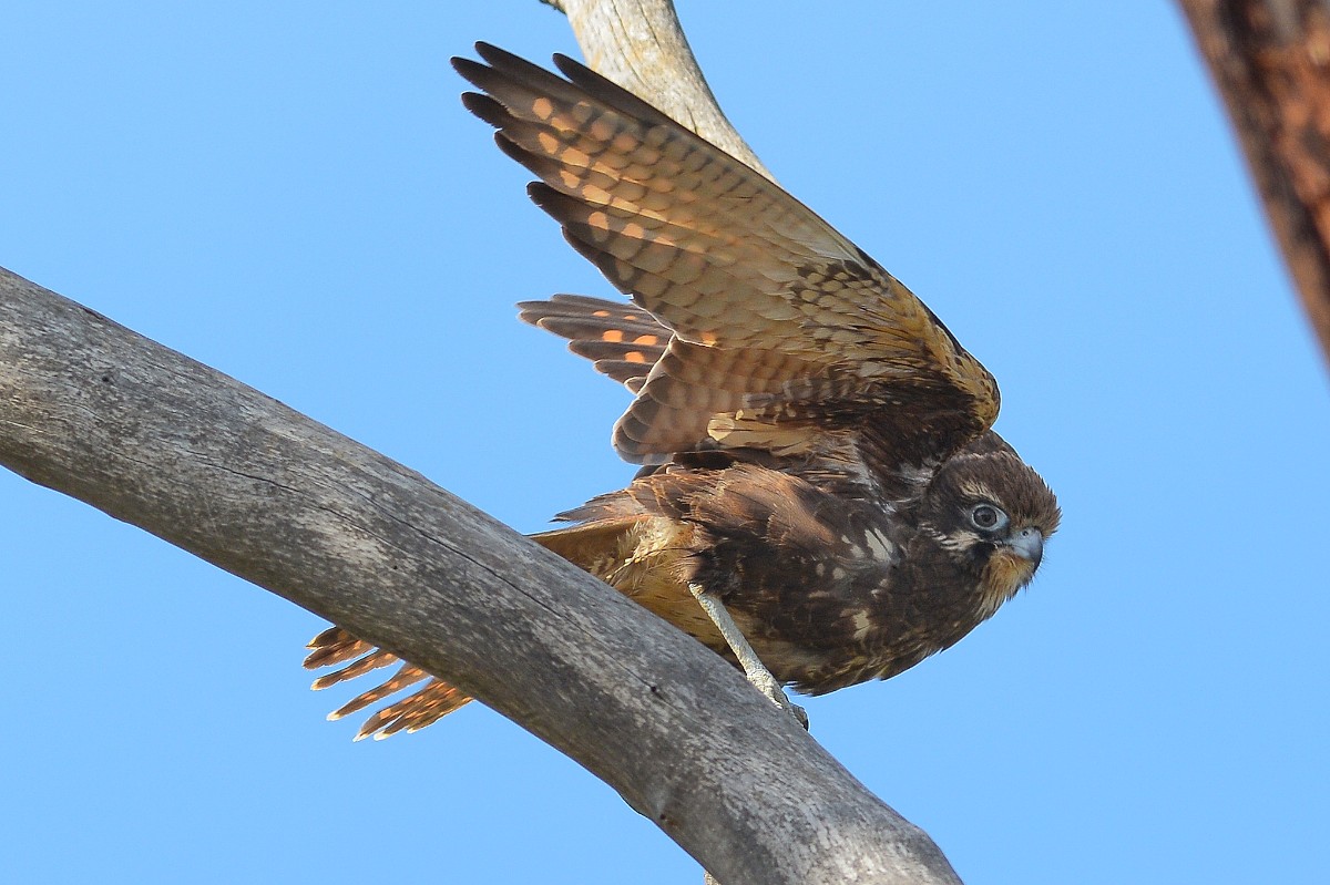 Brown Falcon about to launch.