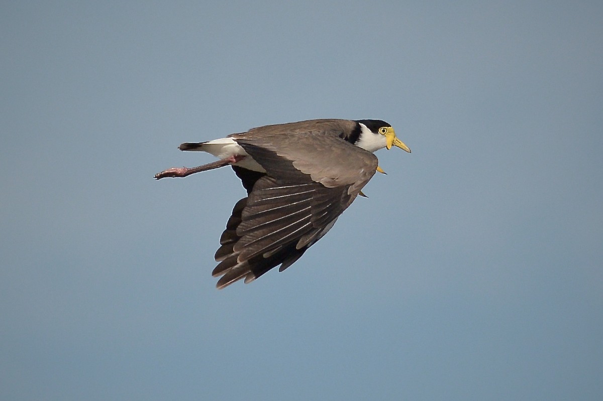 See, this is why we used to call them 'Spur-winged Plovers' 