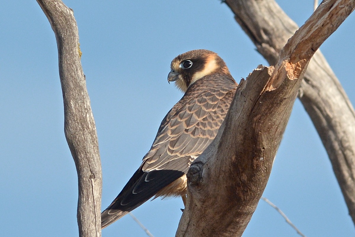 On Beach Road, an Australian Hobby has taken up residence for the moment. 