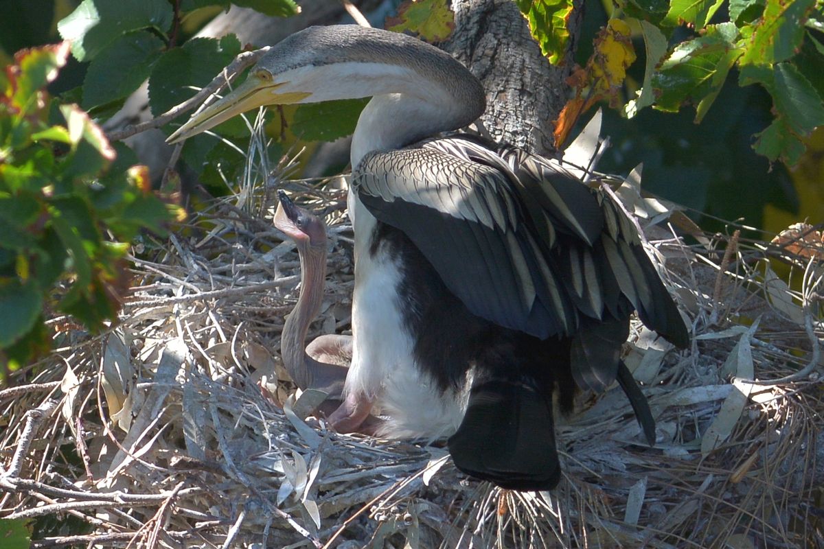 Tiny little snake heads in the sunshine