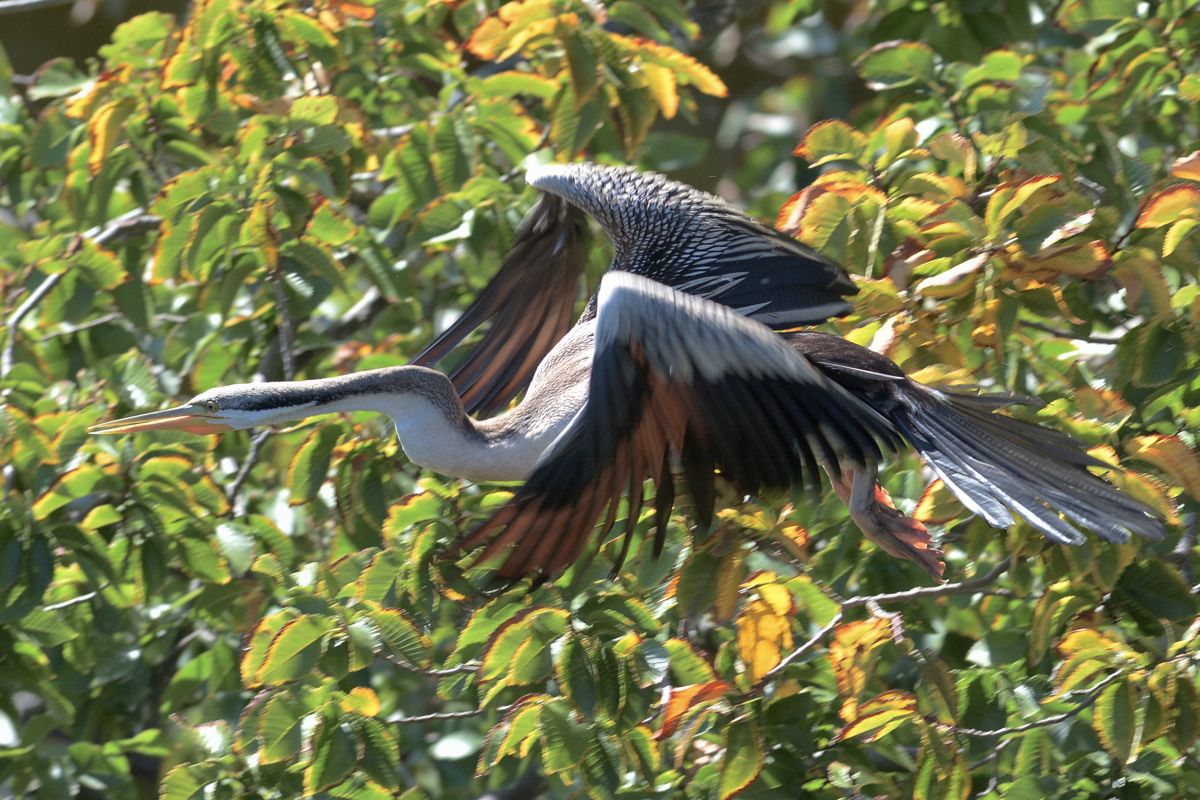 Airborne, just have to avoid all the tree branches.  