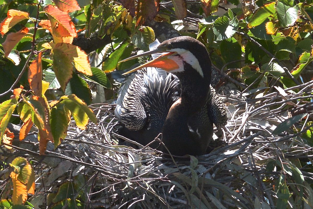 Male sitting on the nest. He must get remarkably hot in the sunshine in that black suit. 