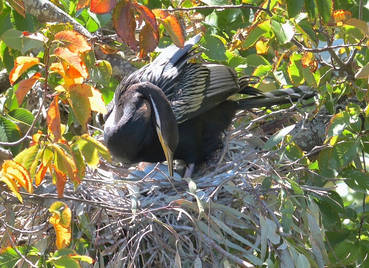 As delicate as the female, he re-arranges his charge of four eggs. 