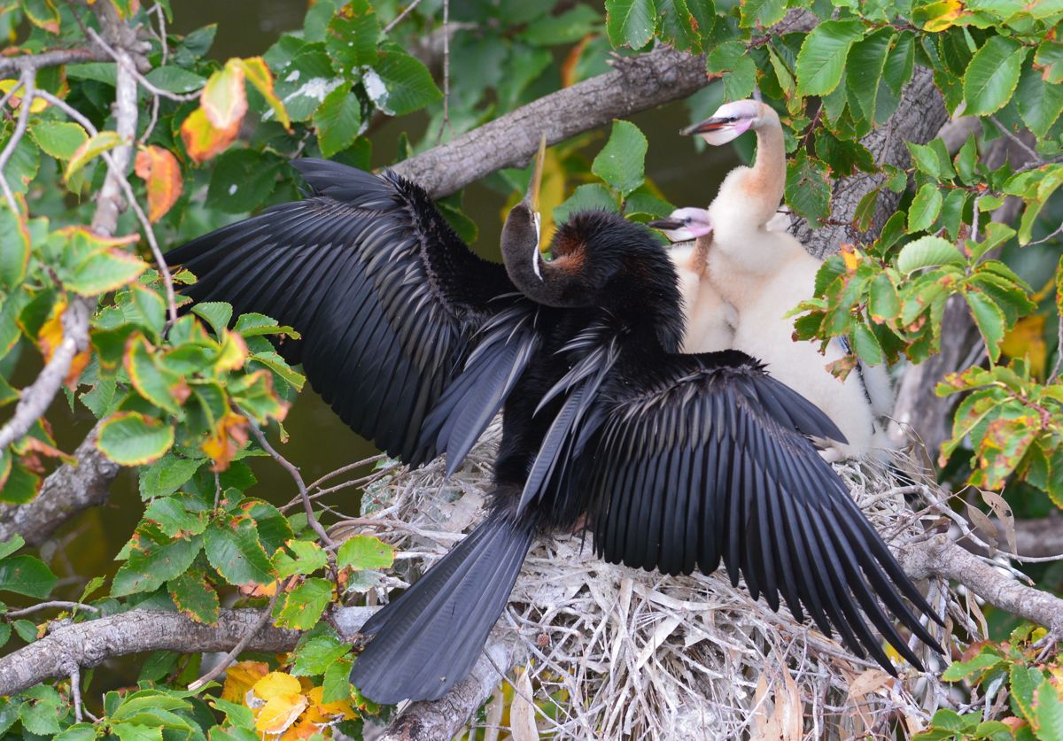 Wings spread out to confuse them, he tries to find a quite moment 
