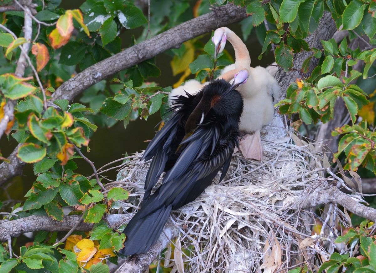 Settling in behind his chest, he hopes to get a few moments rest. 