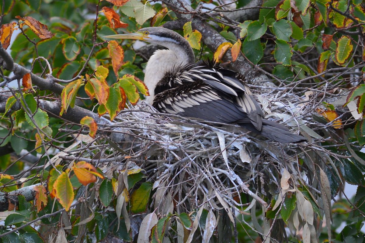 The lady in the upstairs apartment looks on.