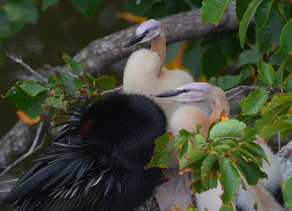 He's in there somewhere.