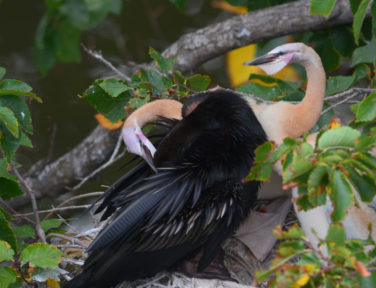 Persistence is their middle name, and little beaks can penetrate the feathers 