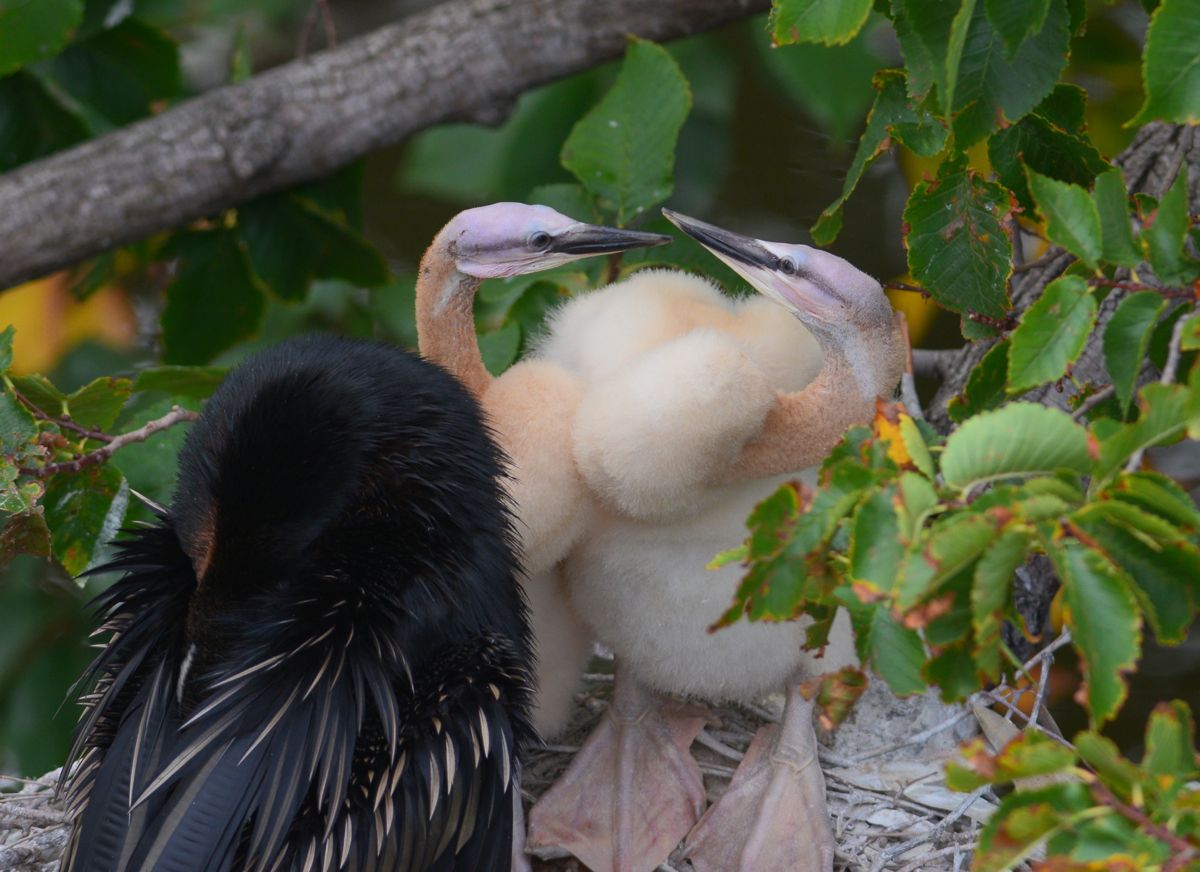 Where'd he go?  Confused because they can't see him, they turn on one another. 
