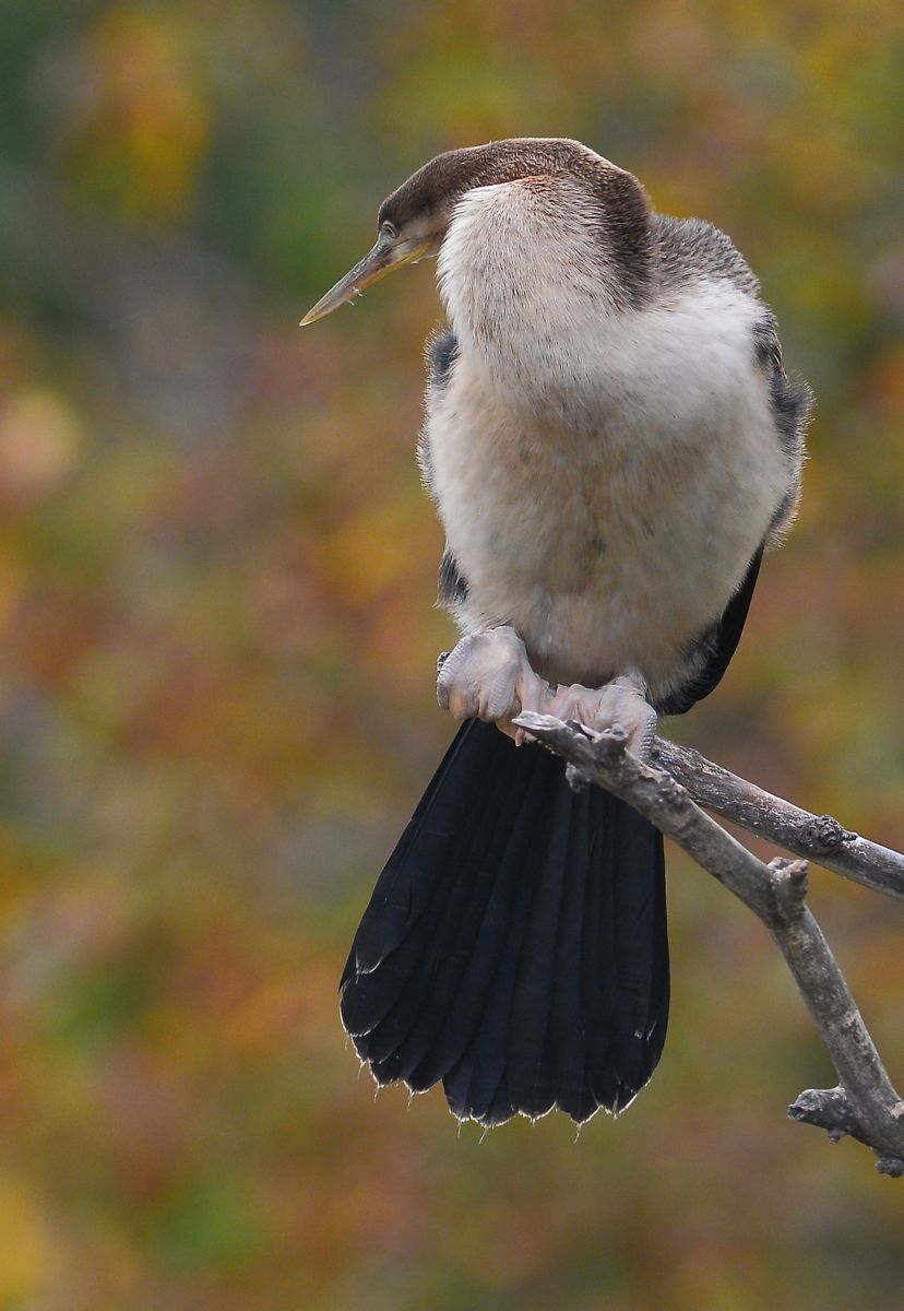 Recently fledged young bird is waiting forlornly for its parents to come back with a feed. 