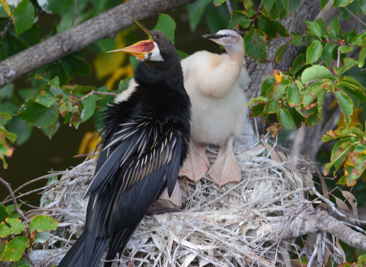 "ENOUGH".  He looses his cool.