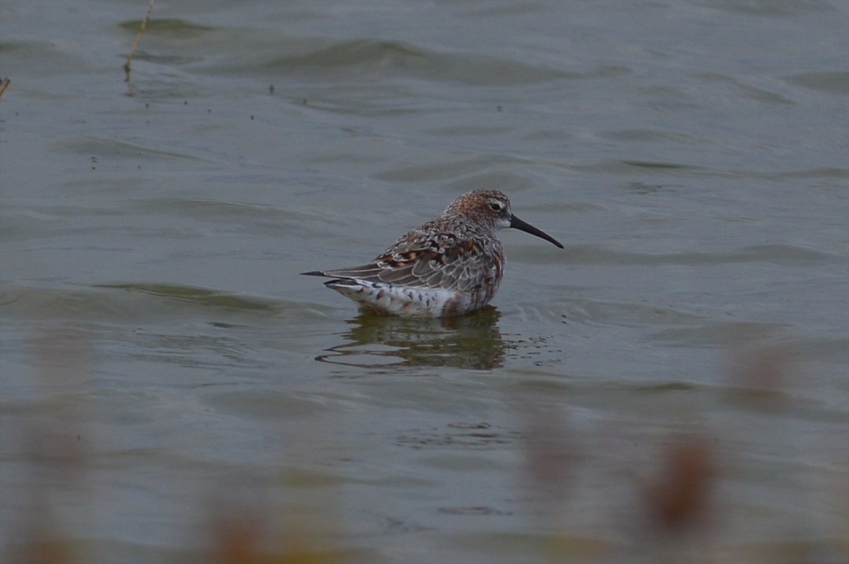Curlew Sandpiper beginning to put on its mating colours 