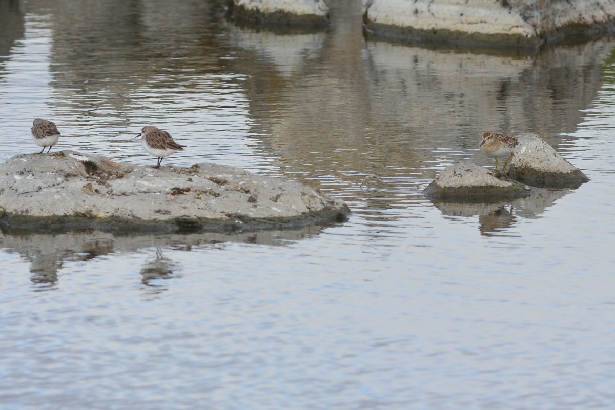 Sandpipers at work.