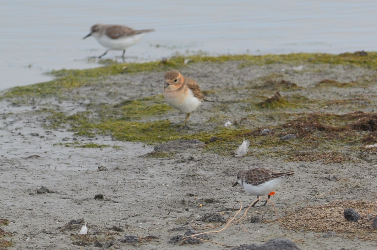Double-banded Plover in its lovely ginger/orange tones. 