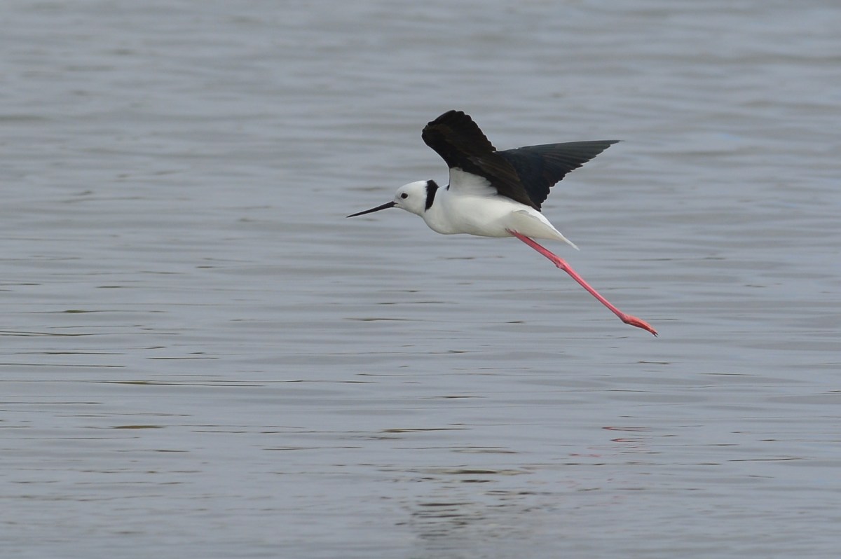 Black-winged Stilt 