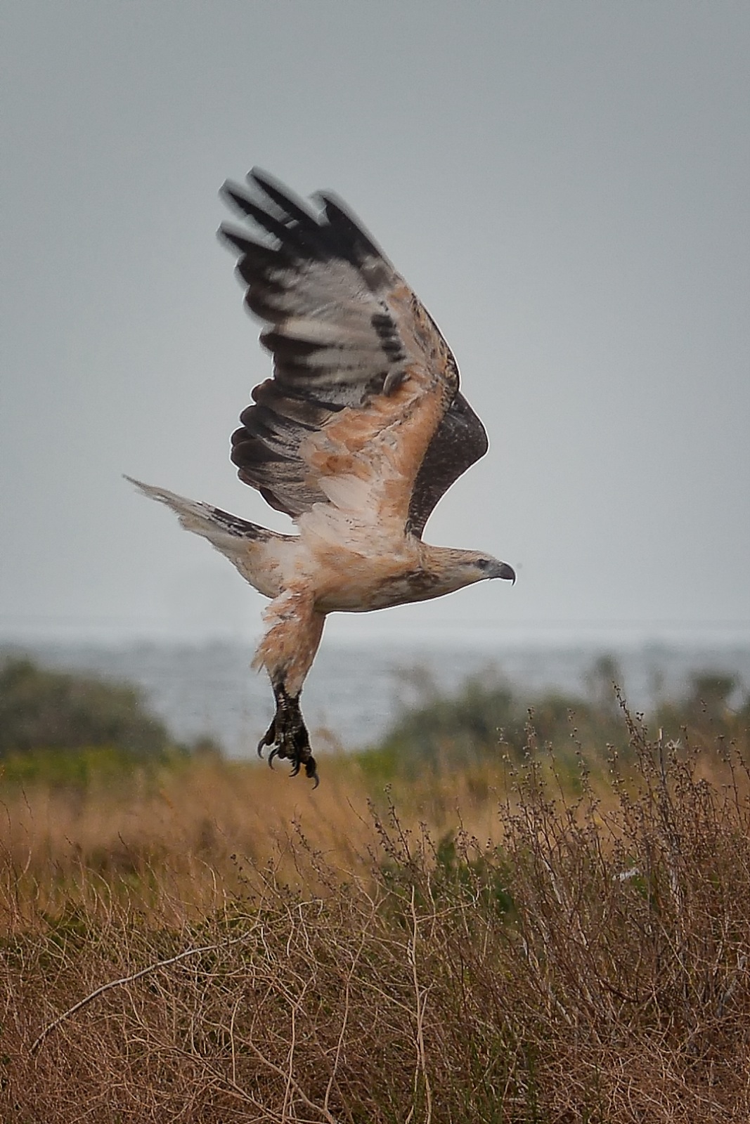 Young White-bellied Sea-eagle. I'd like to think we didn't put it up, but have to admit it was leaving because we arrived. 
