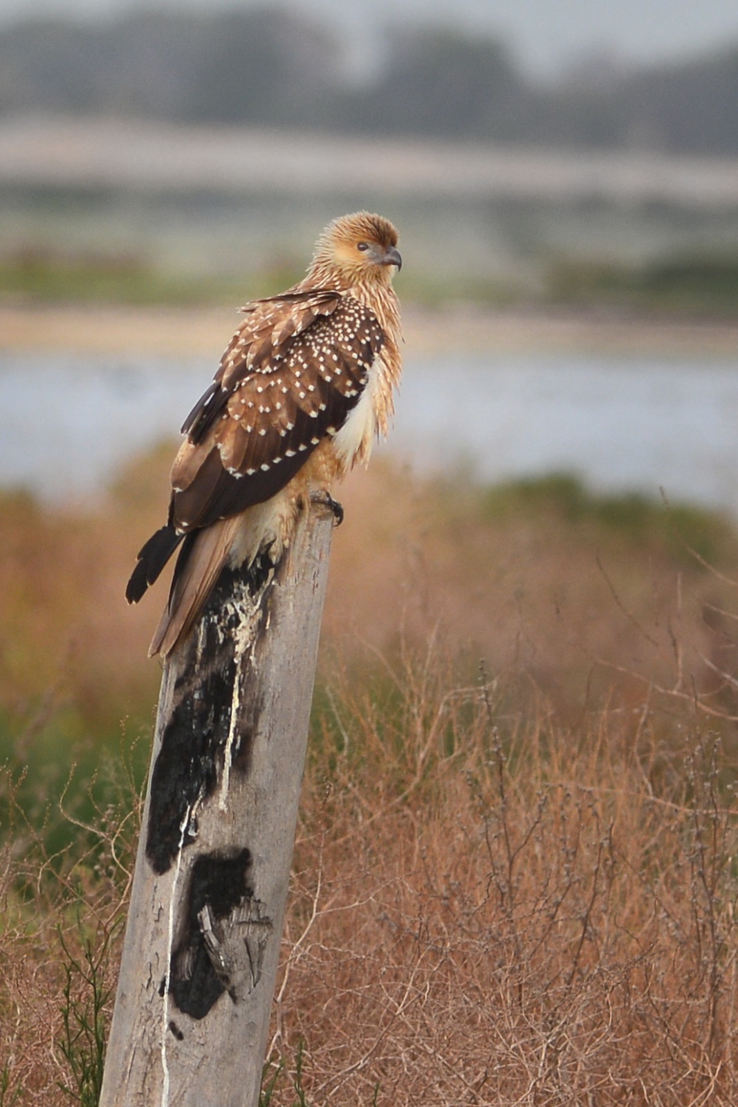 Whistling Kite wondering why the Sea Eagle took off. 