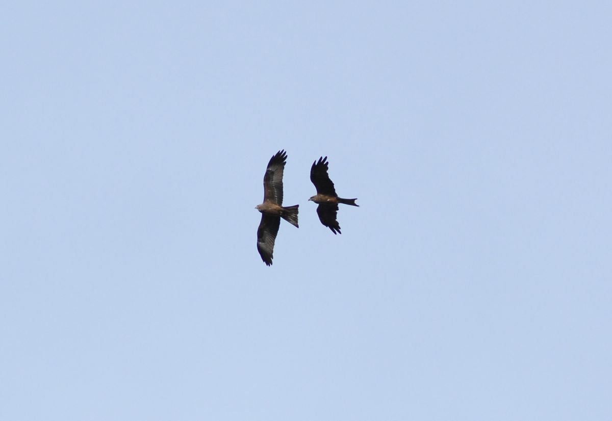 Two Black Kites.  They are at completely different heights. 